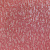 e703908-rap-oboykin-elysium-protea_11zon
